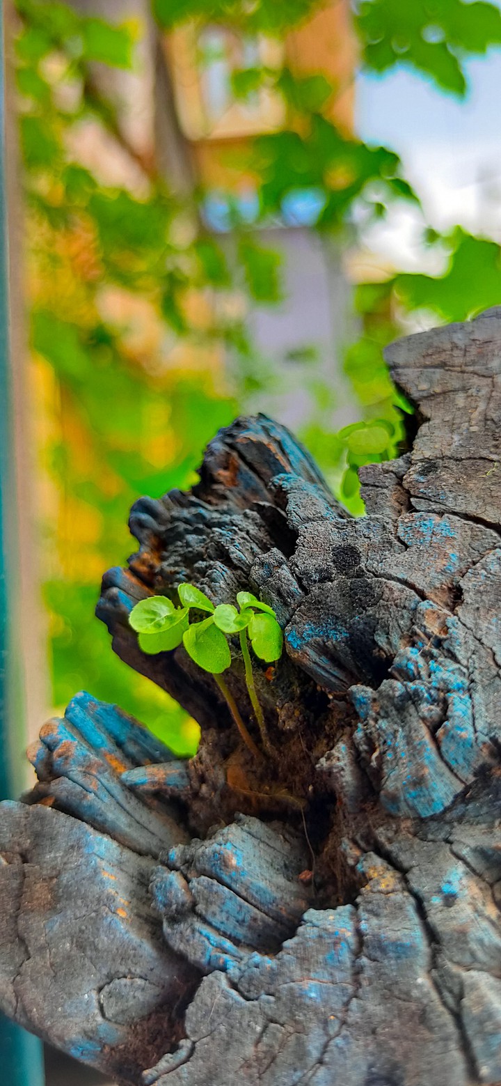 Life of tree