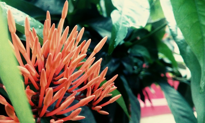 bunch of flowers