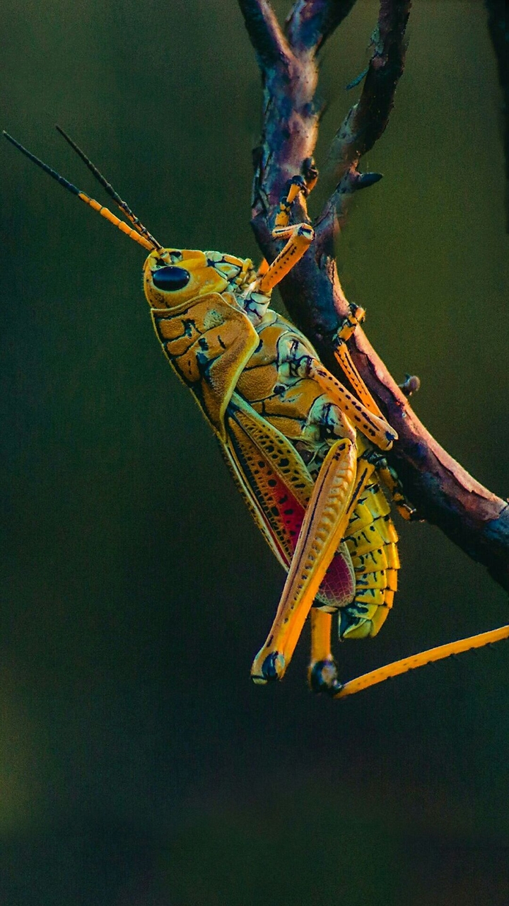 grasshopper