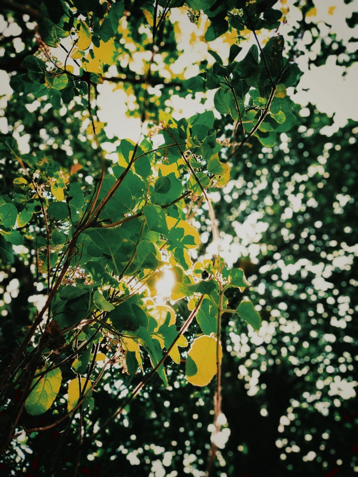 green leaves