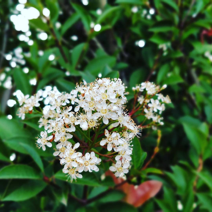Spring love