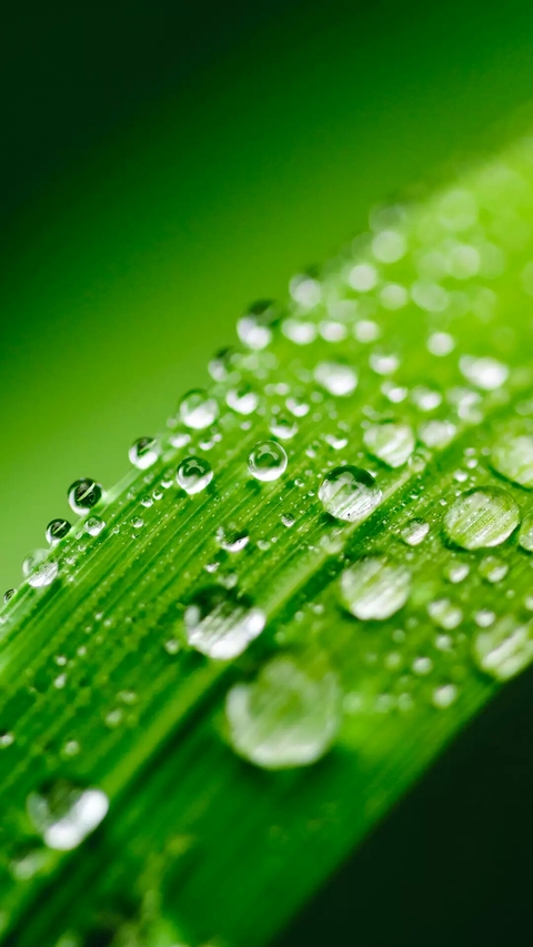 Raindrops