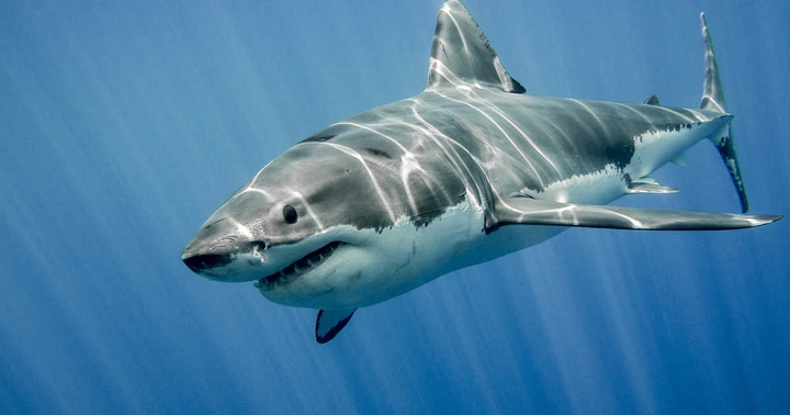 shark