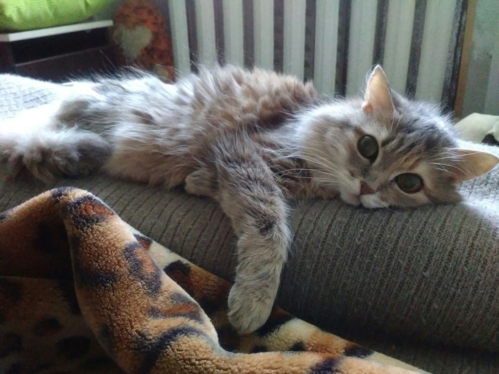 котики