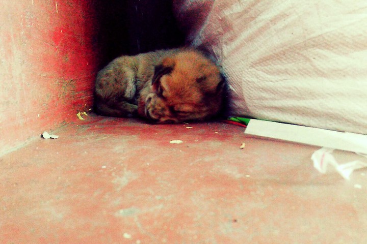 sleepy dog