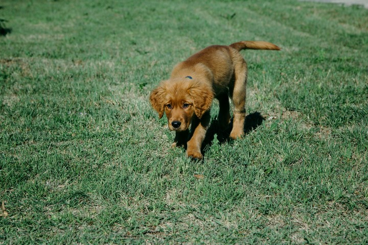 puppy