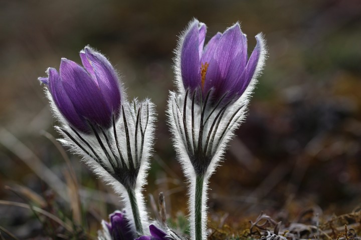 twin flowers