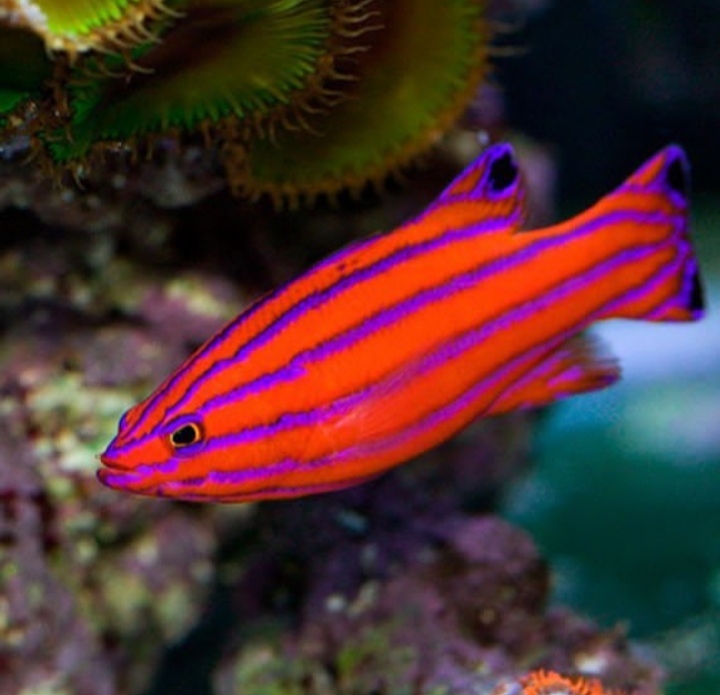 Fish