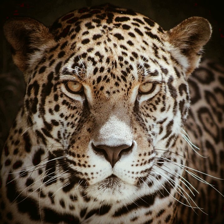 leopard