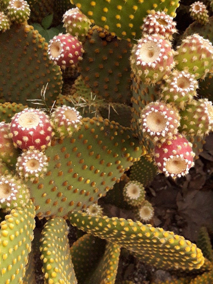 cactus