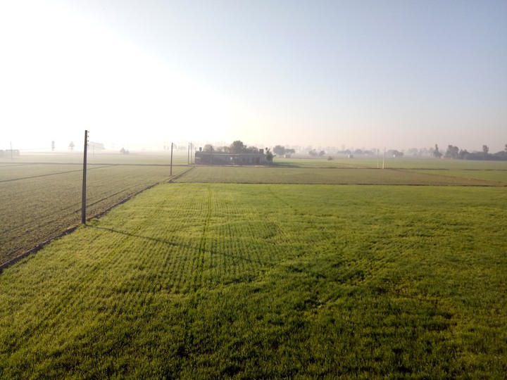 green environment