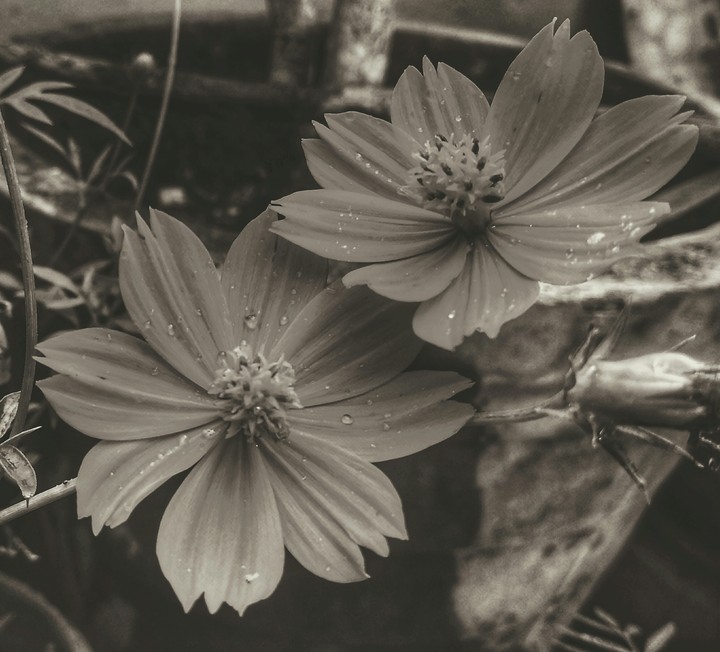 couple flowers