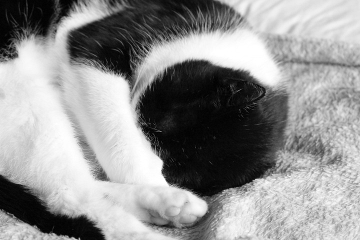 Un chat qui rêve