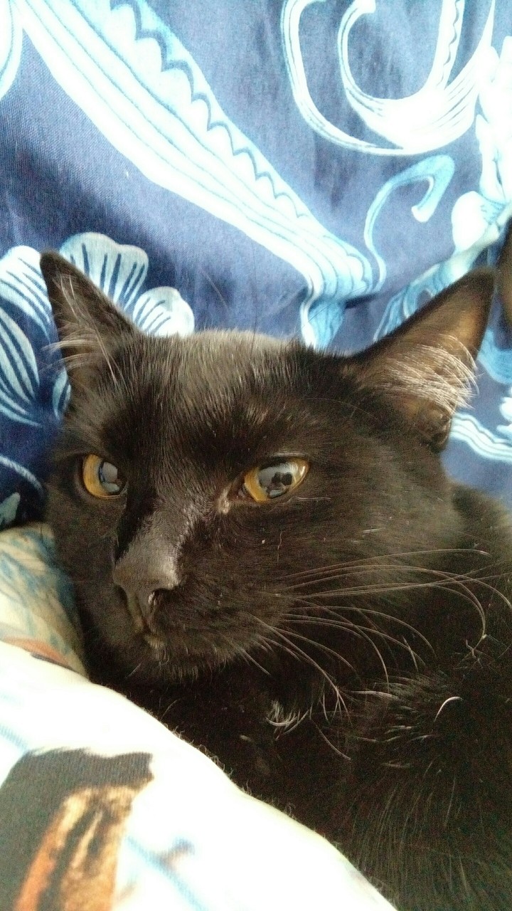 кошка