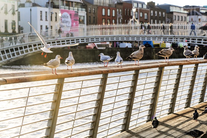dublin