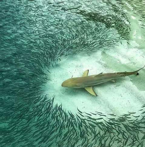 Shark