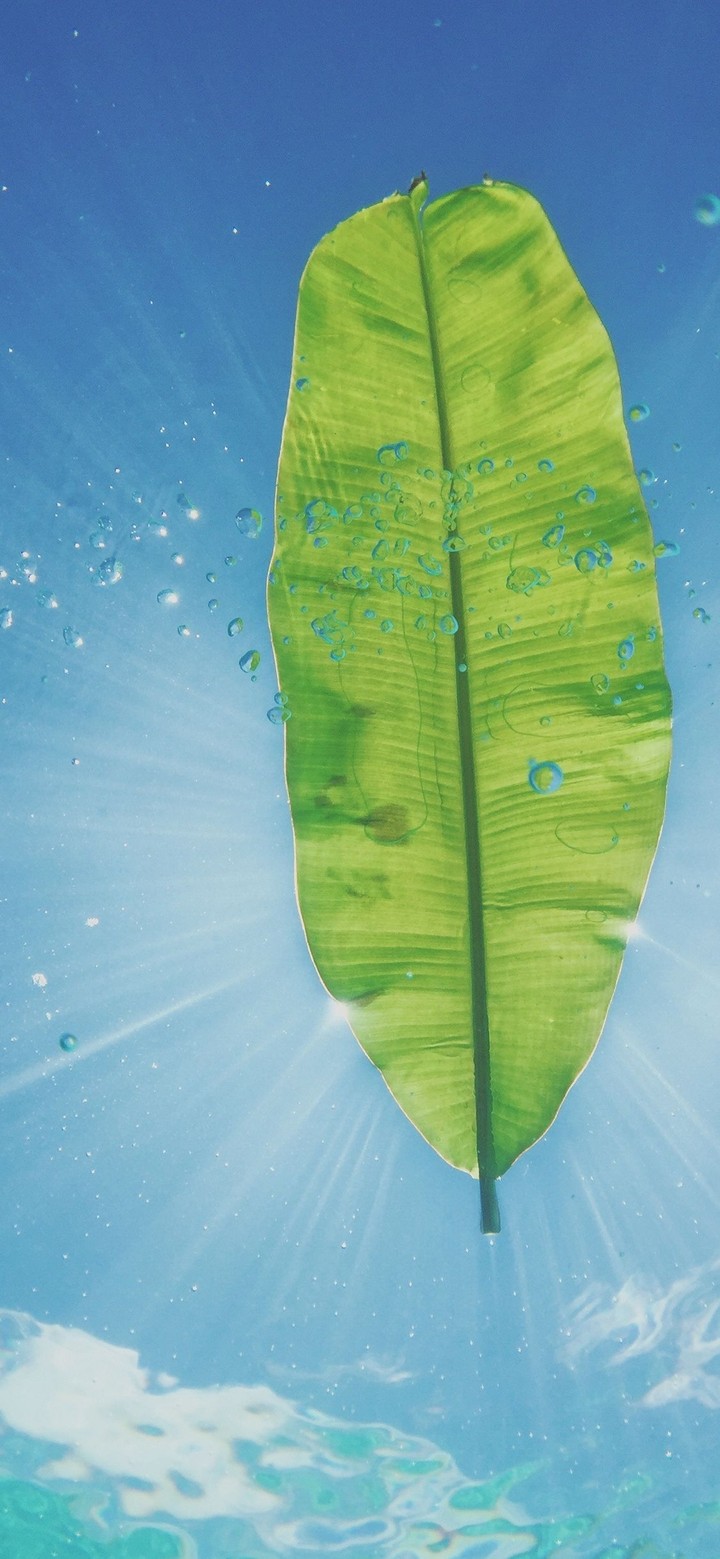 Green Leaf