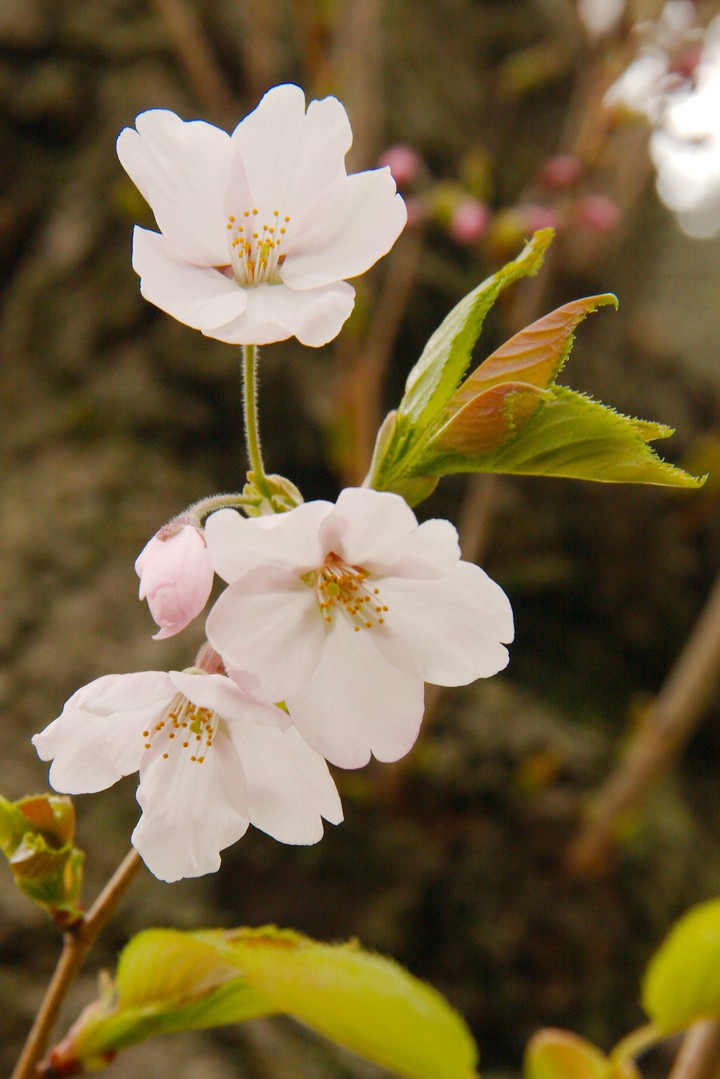 Cherry blossoms
