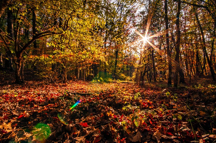 Осенний лес в Крыму