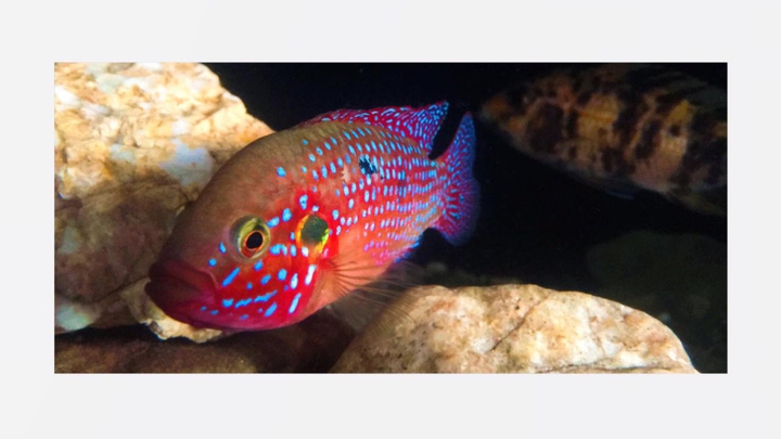 RED JEWEL CHICHLED