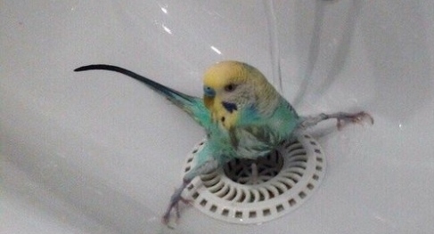 мае