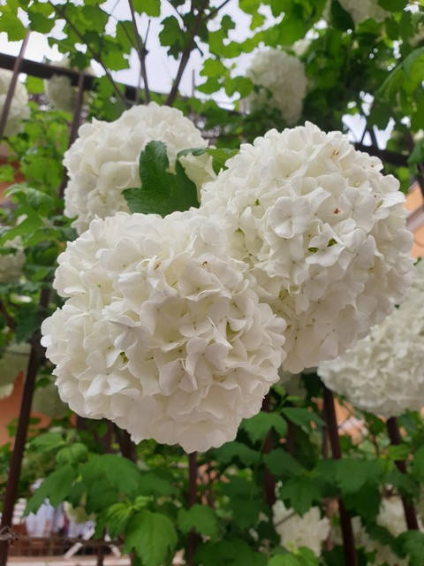 Fiori bianchi