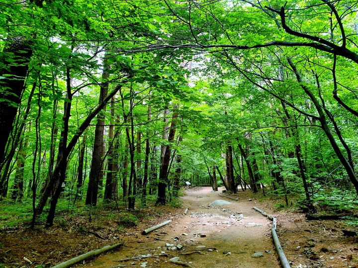 풀냄새