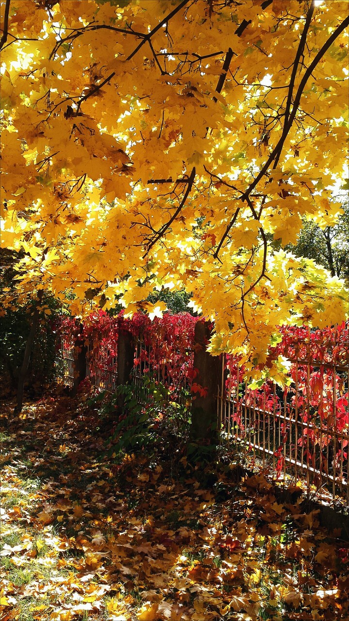autumn
