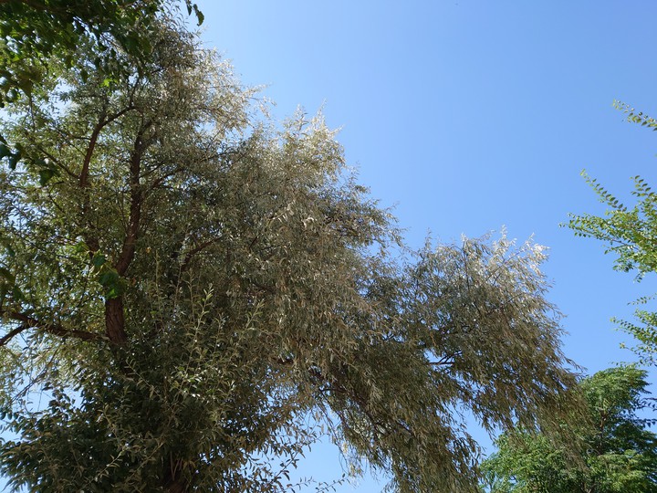 Día de Campo
