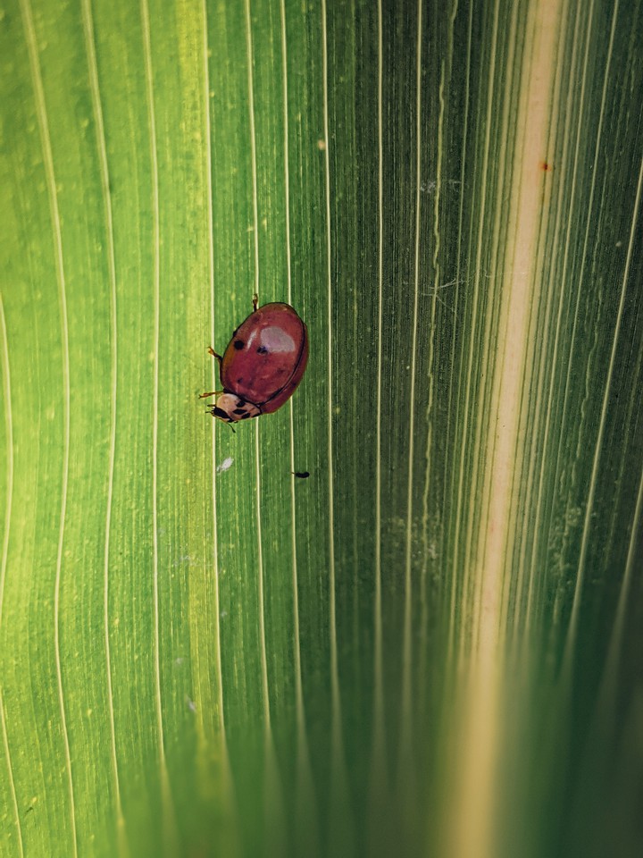 Ladybug
