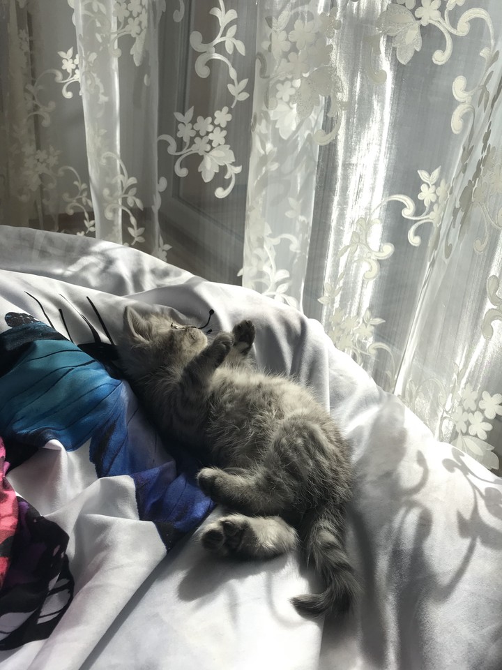 Кошечка