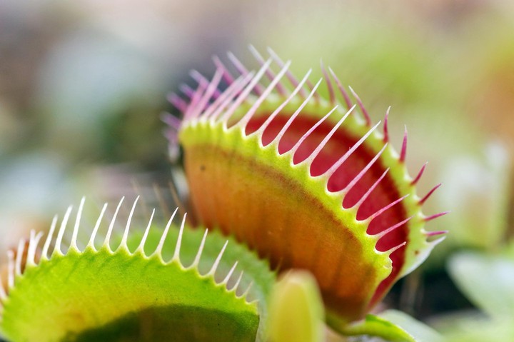 Venus-flytrap