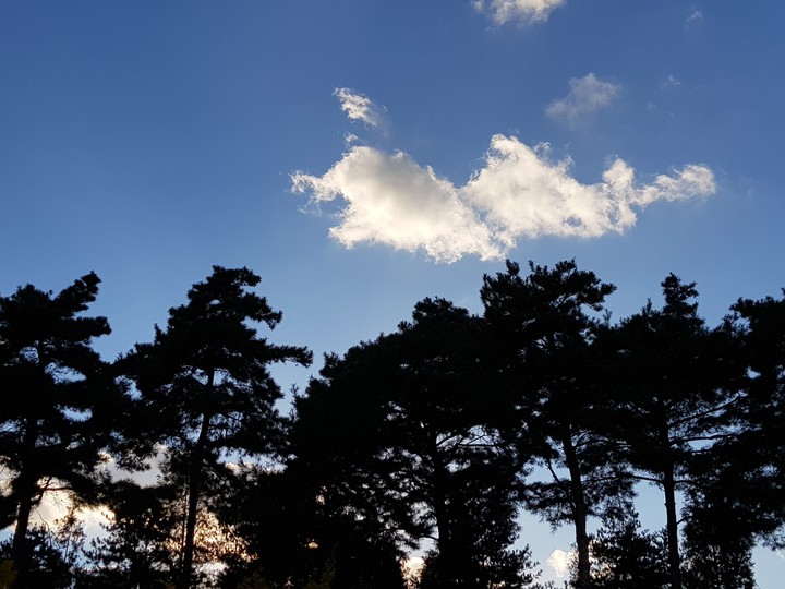 맑은 하늘, 평화로운 소나무.