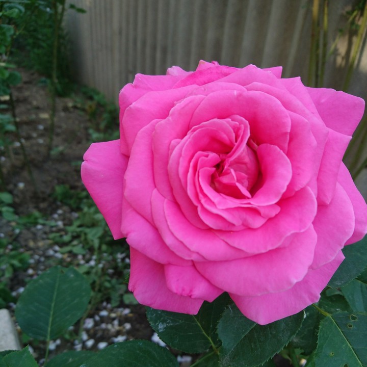 Pink rose 