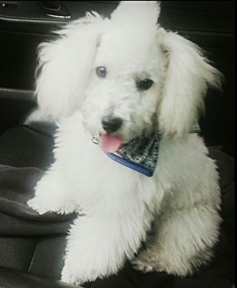 LITTLE HOMER