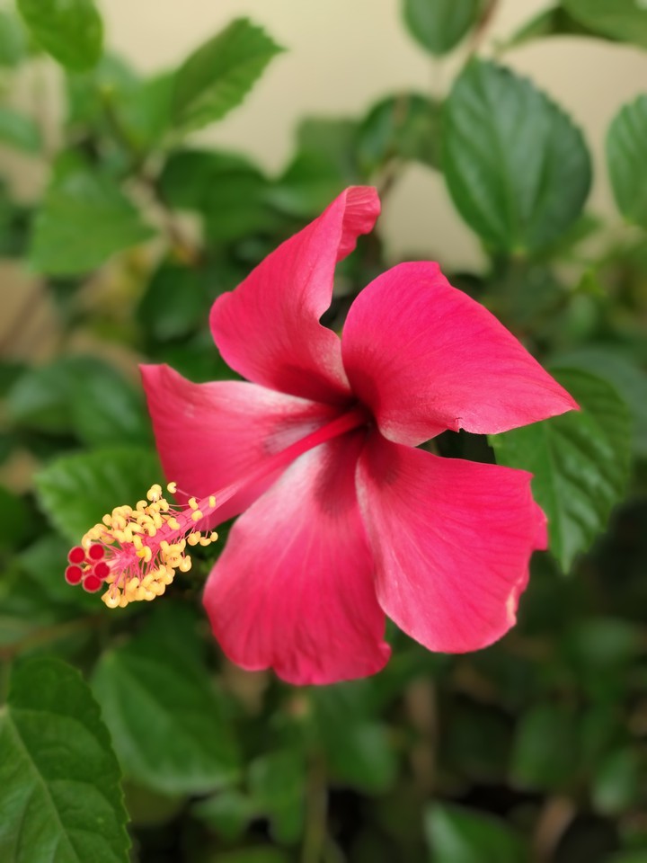 beautiful flower...