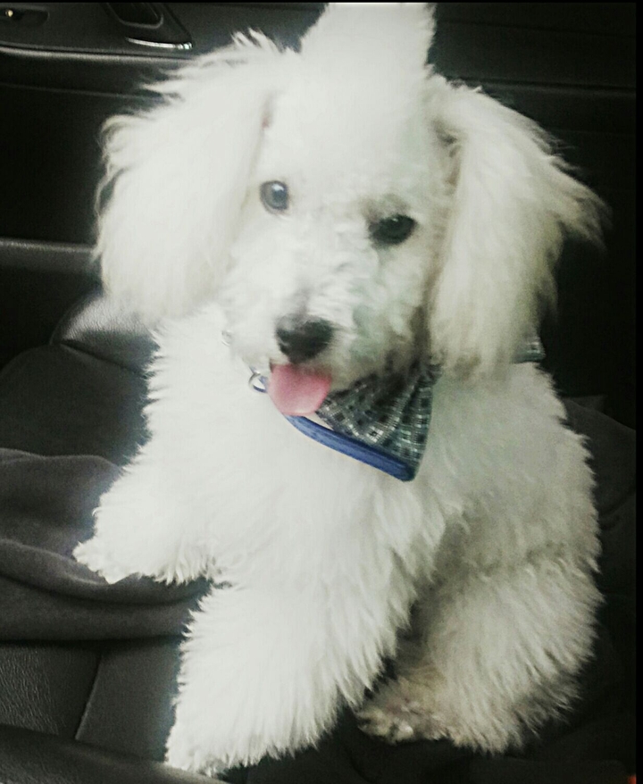 LITTLE HOMER