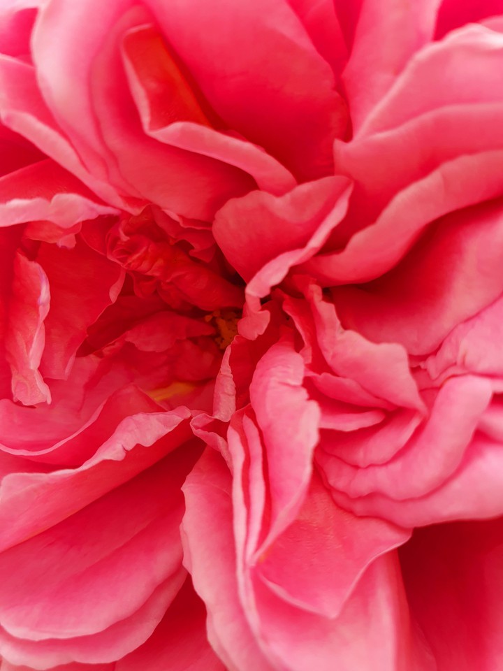 Bloom
