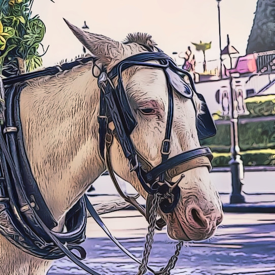 Donkey