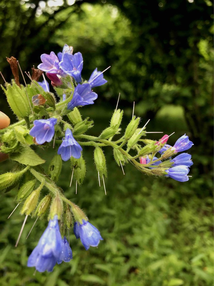 spring flowers