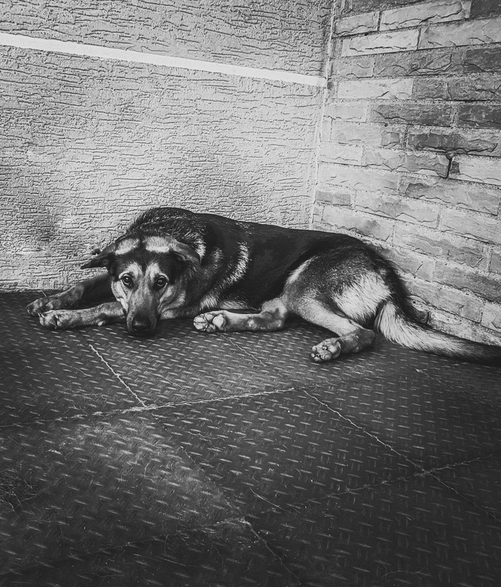 Retro German Shepherd