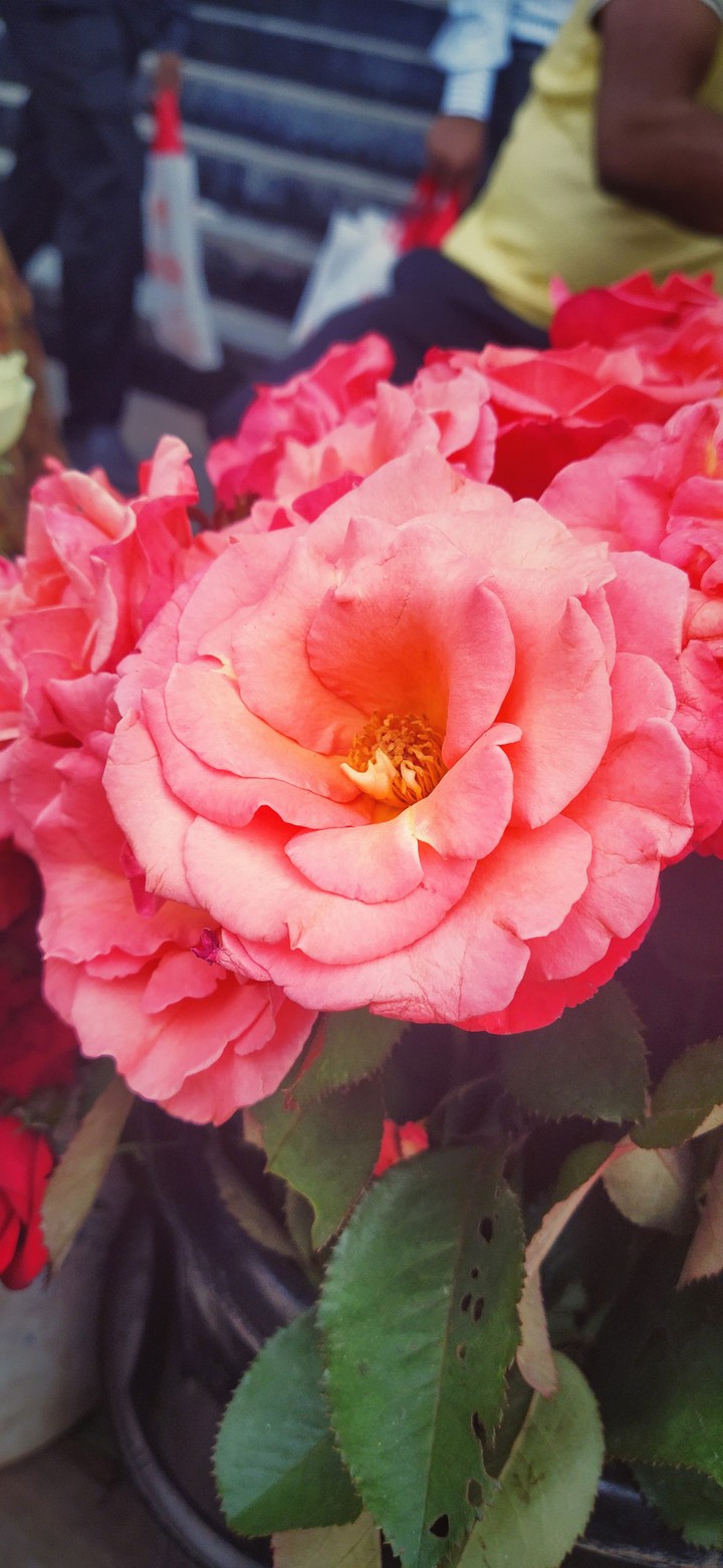 Roses