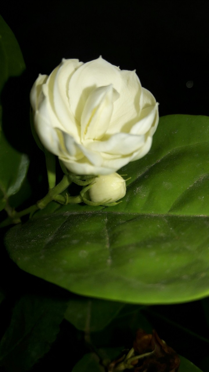 jasmine