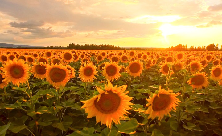 sun flower