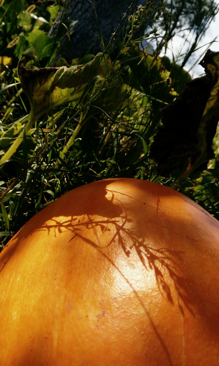 pumpkin