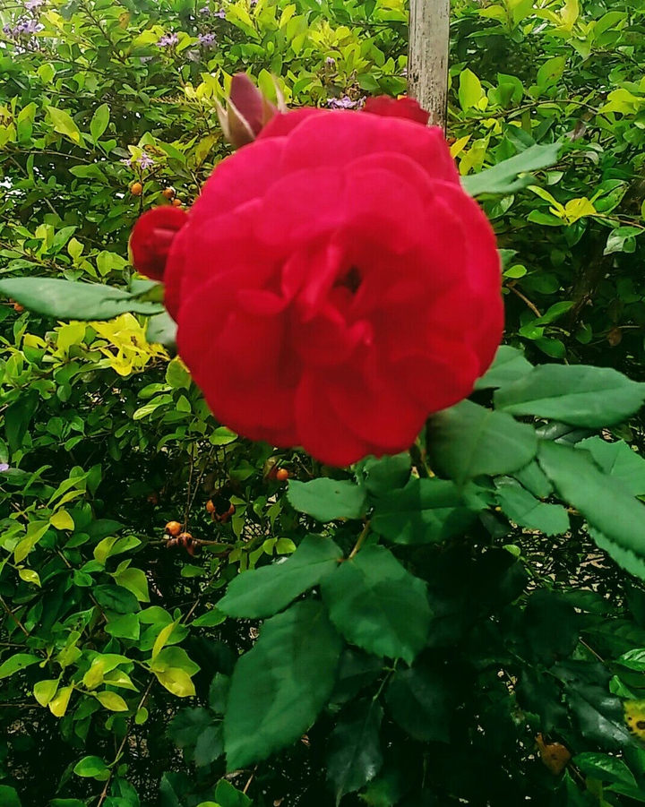 Rosa Vermelha