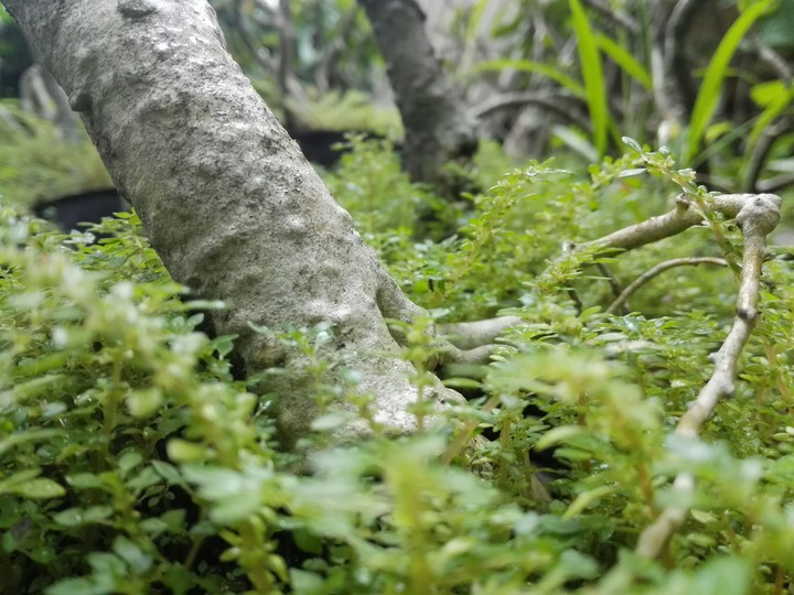 Mini Jungle