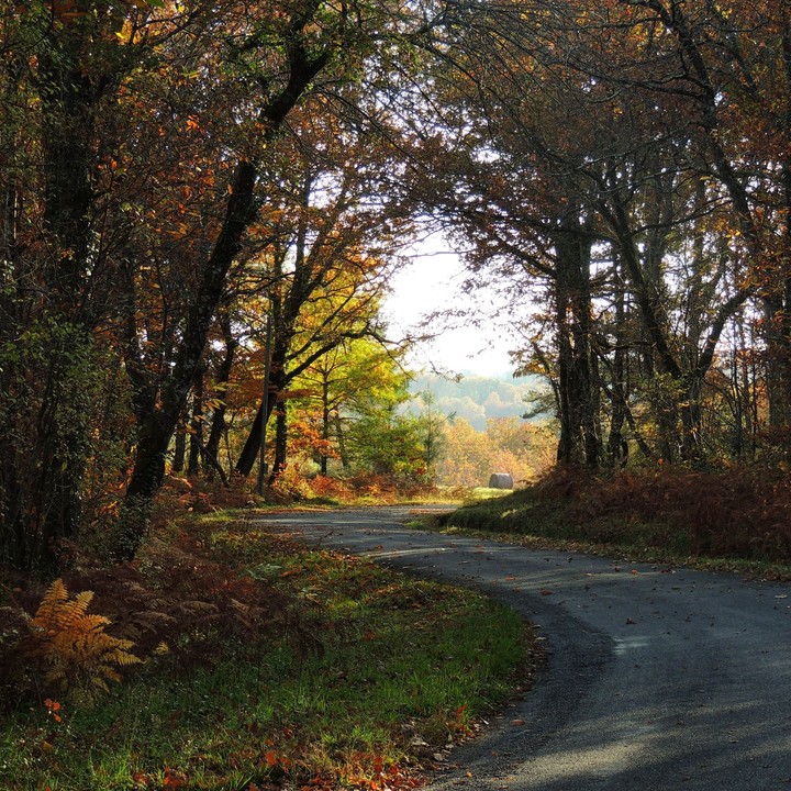Autumn walk