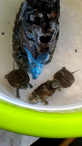 turtle