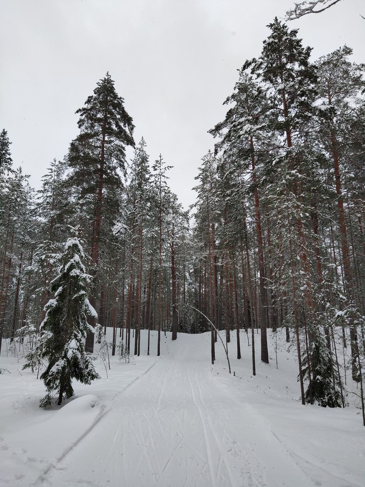 winter fairy
